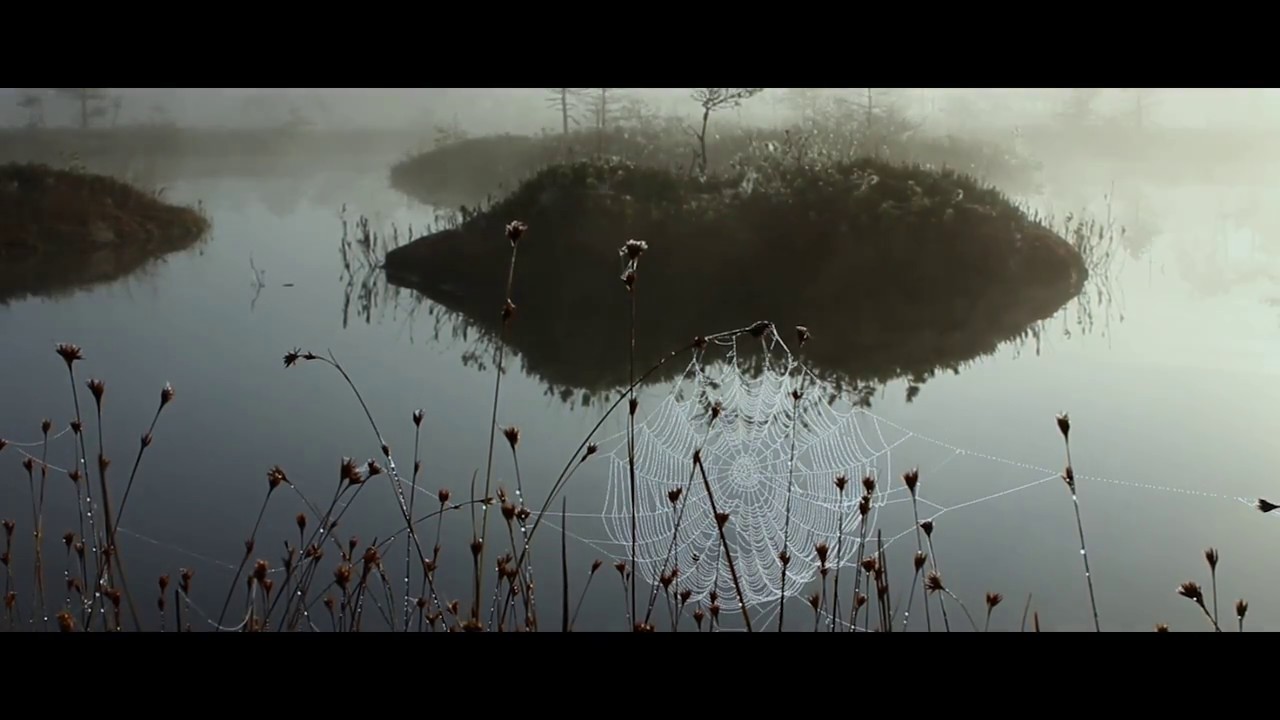 Hommik rabas | Morning in the Bog