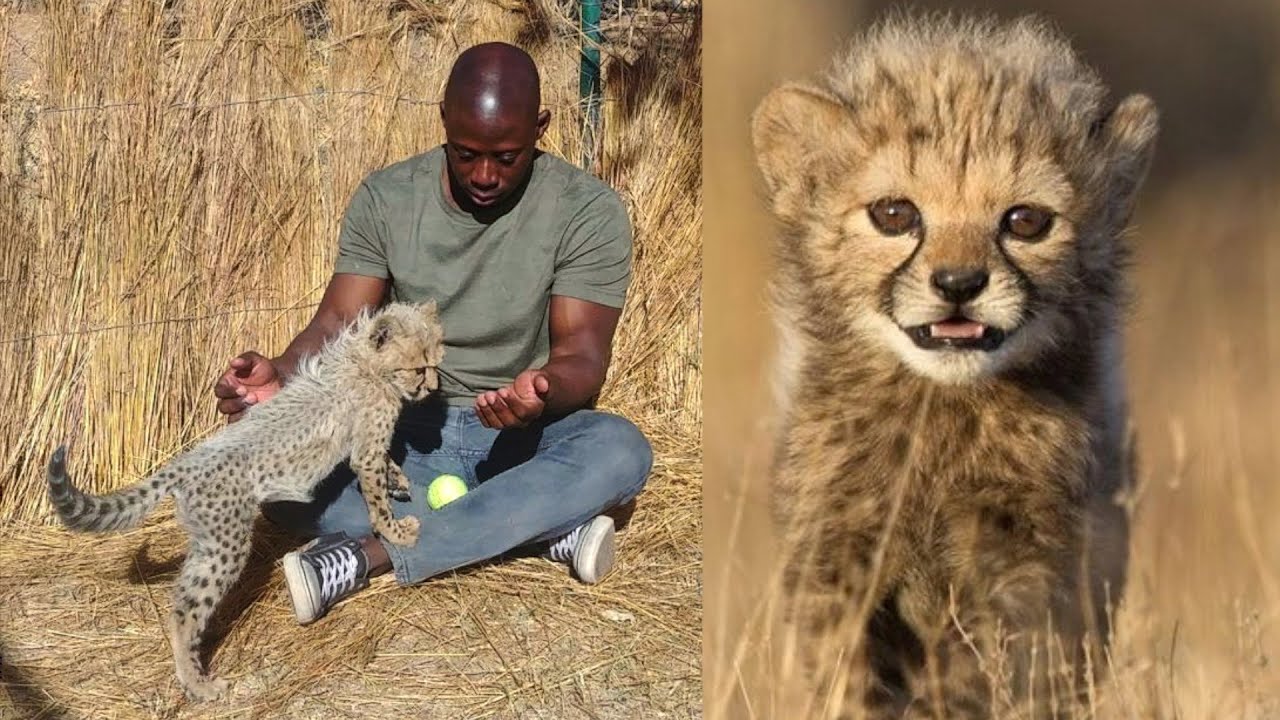 Cute Baby Cheetahs + Cheetah Purring & Noises