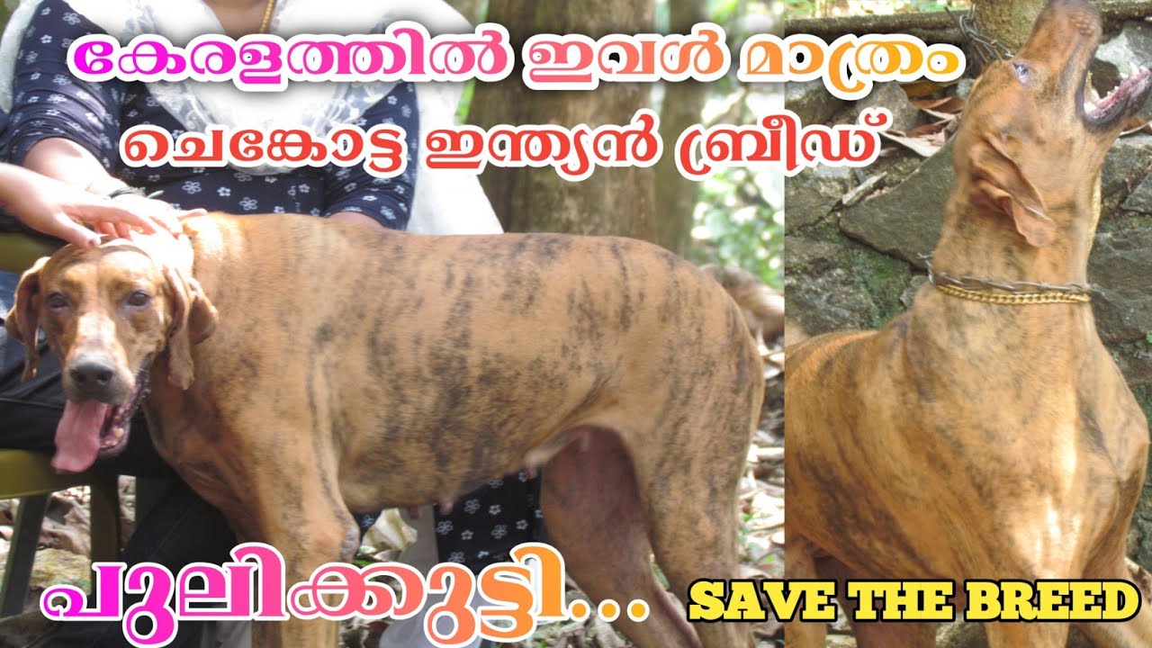 Shengottai dog Indian Breed കേരളത്തിൽ ഇവൾ മാത്രം പുലിക്കുട്ടി | Chenkottai dog |  ചെങ്കോട്ട | #1