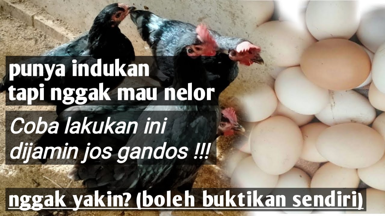 Cara Mengatasi Indukan Ayam Kampung gak mau Bertelur