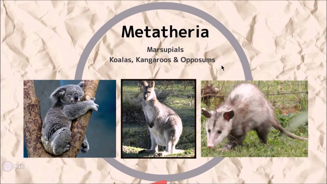 Radiation of Mammals after the K-T [K-Pg] Extinction