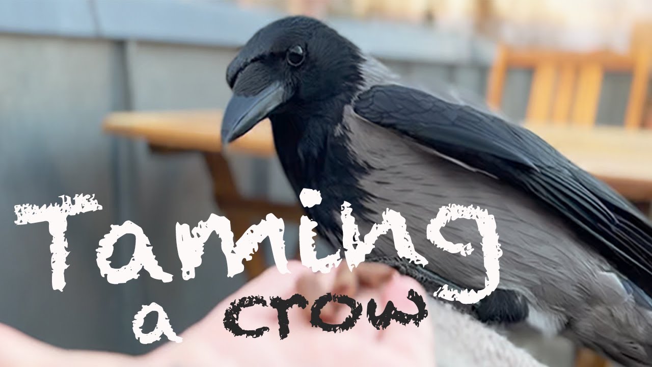 Taming A Wild Crow (Story 16)