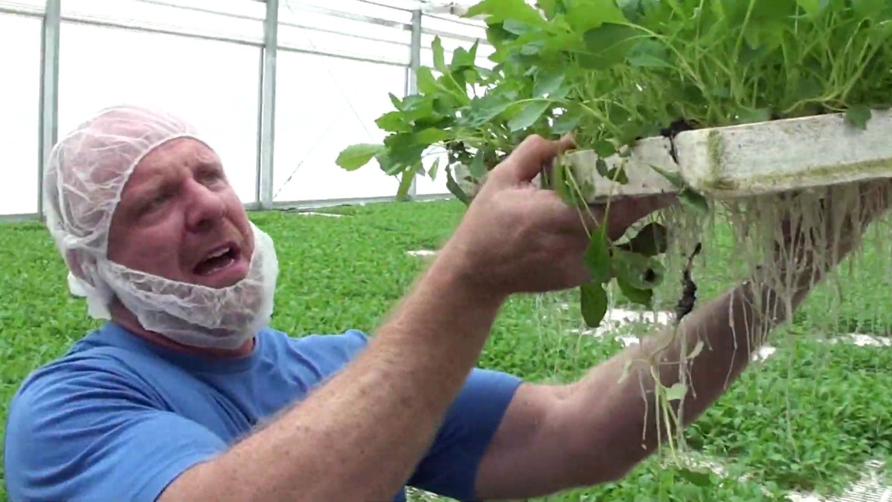 Hydroponic lettuce production in tropical South Florida in a Cravo retractable roof greenhouse, Gree