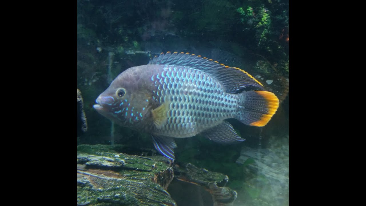 My 1-Year-Old Green Terror Cichlid (Gold Saum)