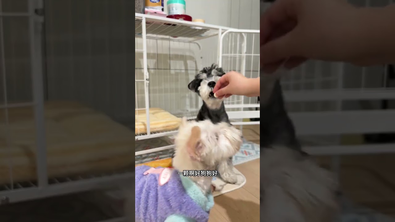 vlog raising a dog at eight in the morning daily routine of training a dog for the second