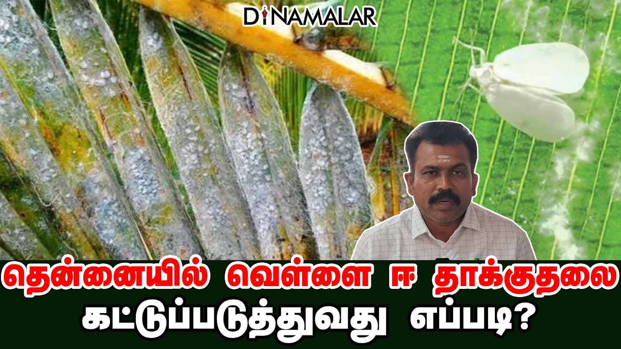 தென்னையில் வெள்ளை ஈ தாக்குதலை கட்டுப்படுத்துவது எப்படி?
