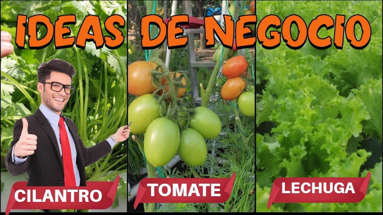 HIDROPÓNIA una gran idea de negocio