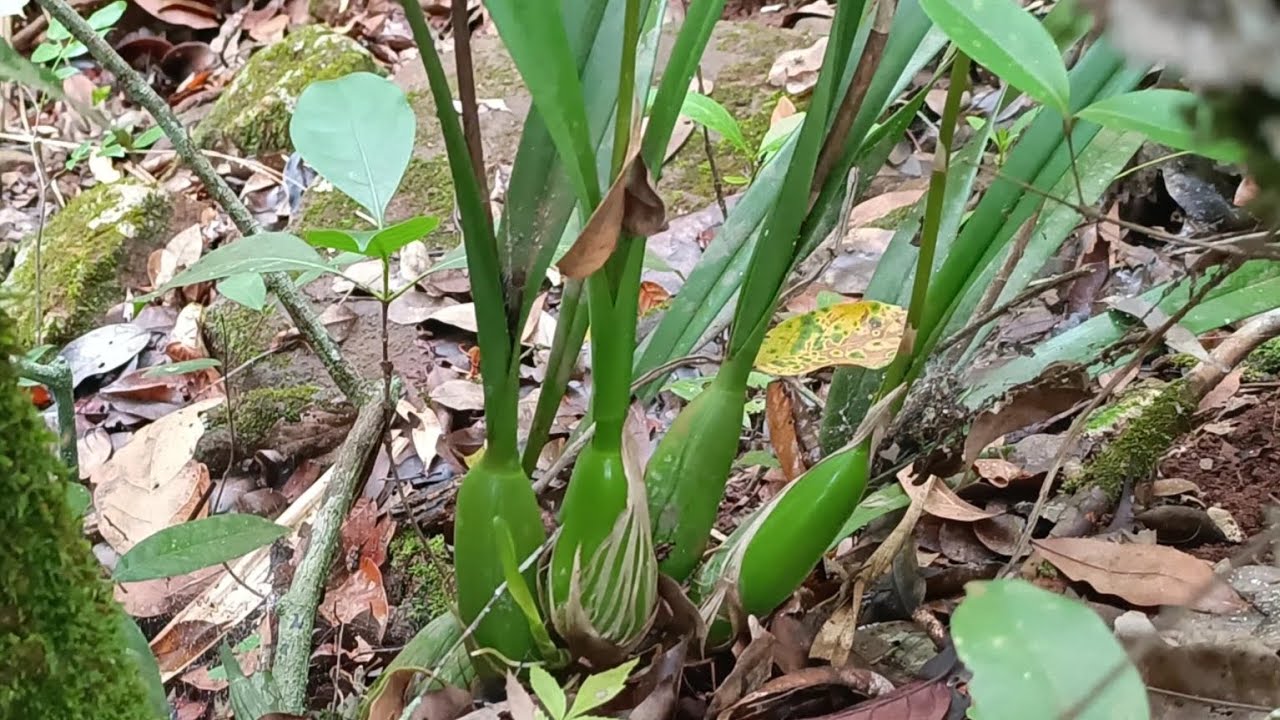 🌼#orquídeas #natureza Um habitat de orquídeas com muita variedade e uma espécie gigante encontrada