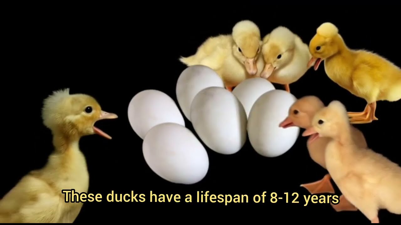 TOP 10 Best Duck Layer Breeds Around The World 