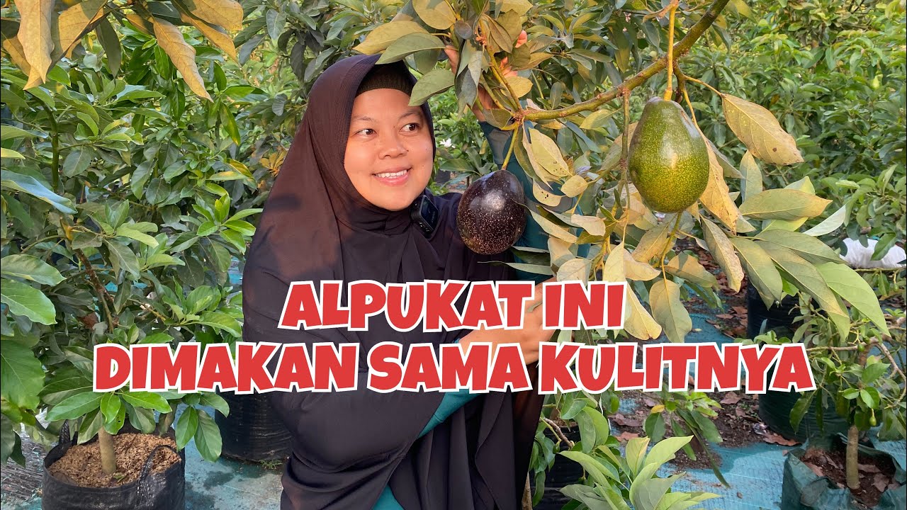 BROGDON ALPUKAT HITAM BISA DIMAKAN SAMA KULITNYA??? @SleepyLizard