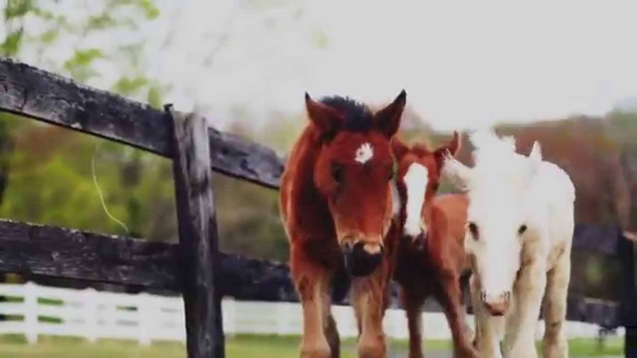 Home We'll Go