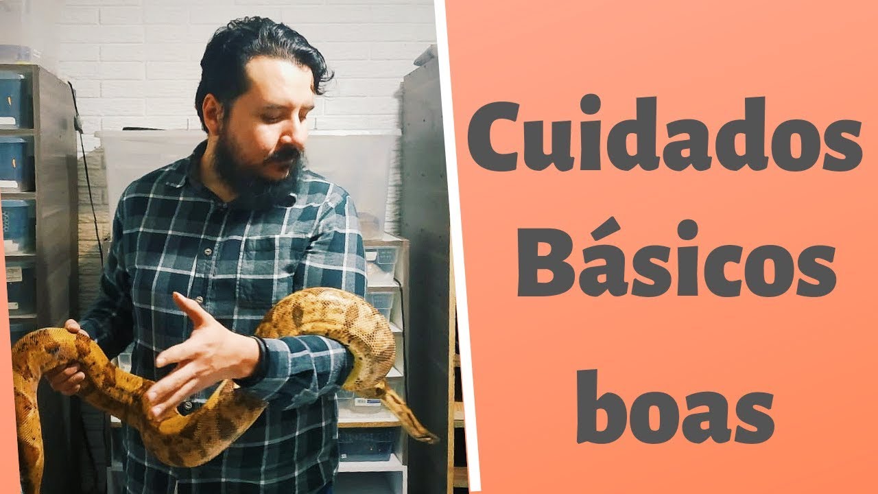 Cuidados básicos y requerimientos de una boa | bio rat  |PIMVS ND