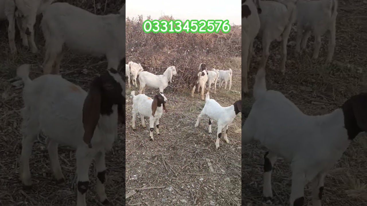 Bakra eid 2027 collections #whitegoat #goatbreeds #beautifullgoats #goattypes #animals