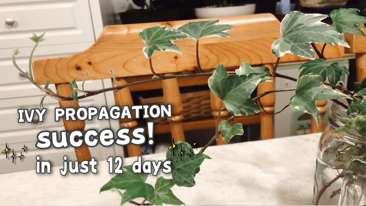 TIPS HOW TO SUCCESS PROPAGATING IVY PLANTS FROM STEM CUTTINGS | PINAY JAPAN LIFE