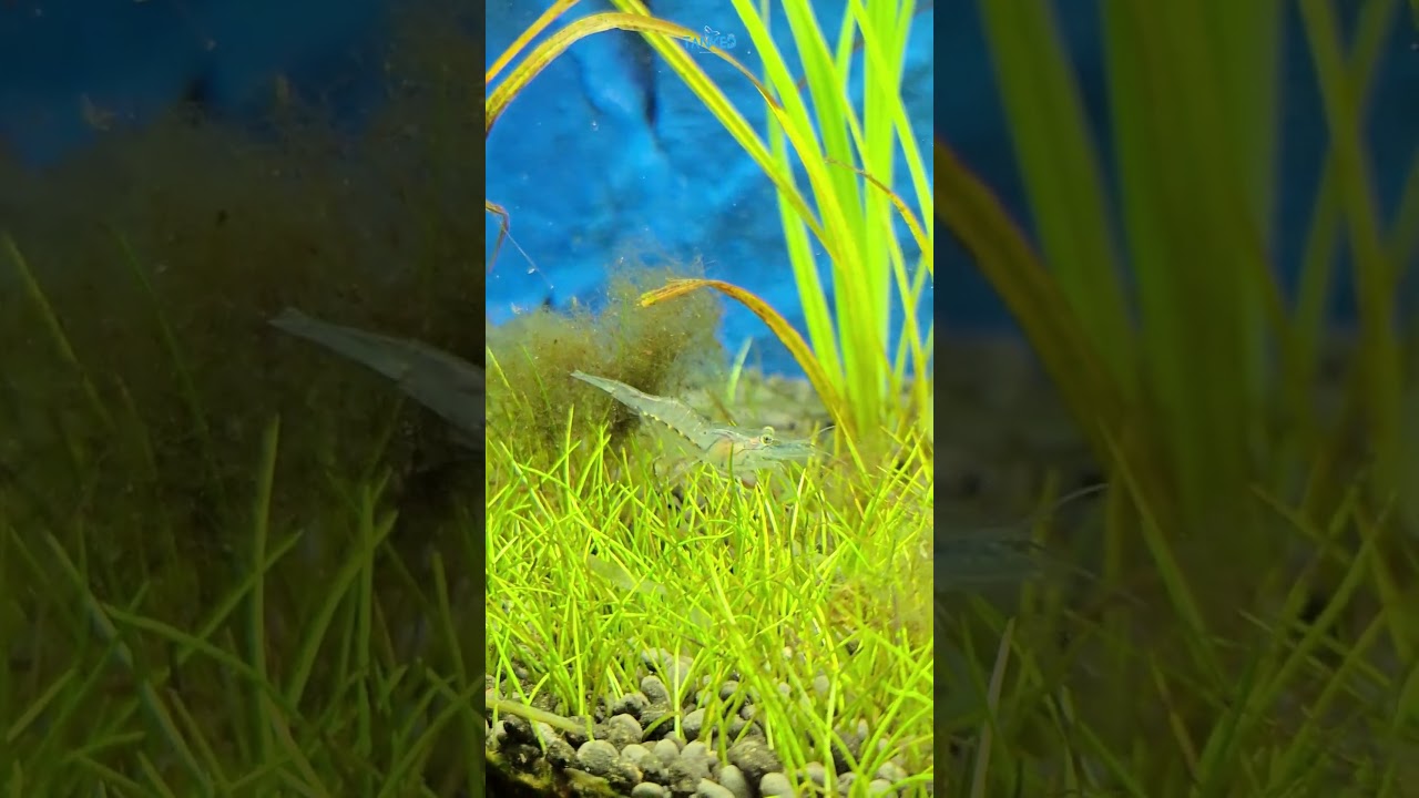 Уход за креветками Амано | Лучший пожиратель водорослей ✨ | TANKED IND | @tanked_ind