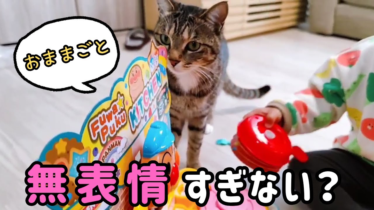 １歳児のおままごとに付き合ってあげる猫が無表情すぎた【クリスマス】