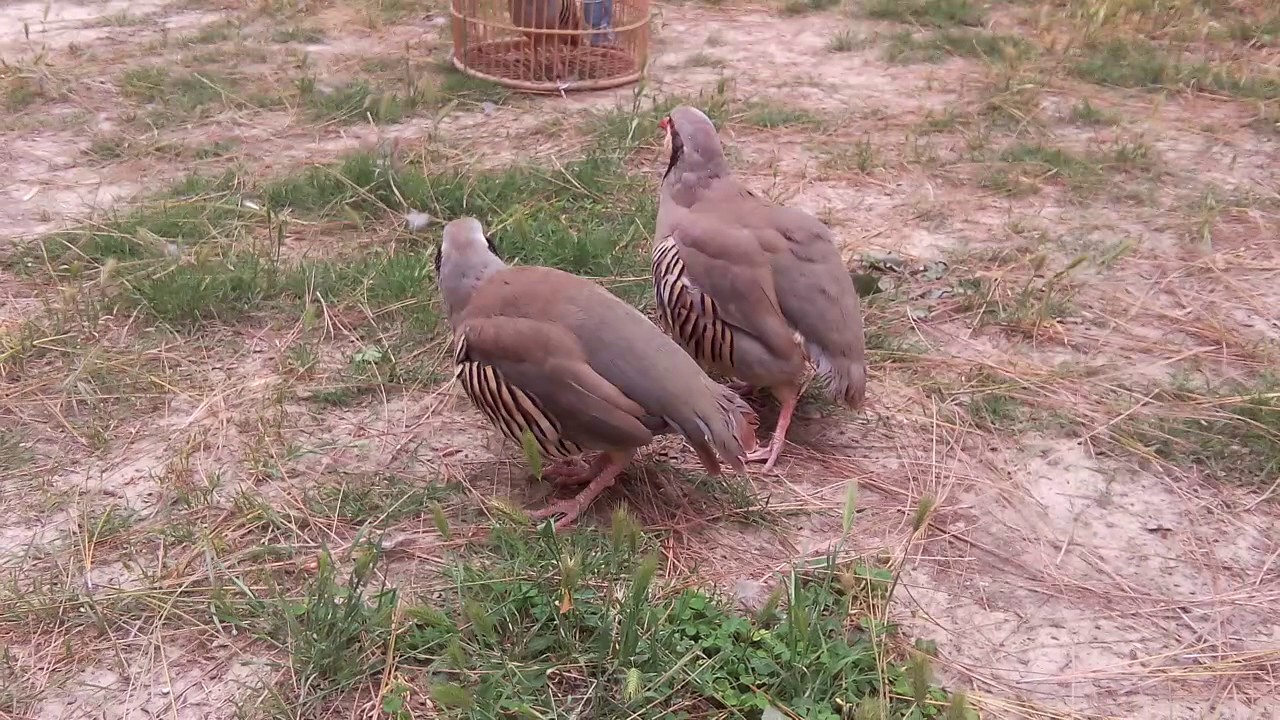 Chakor fight