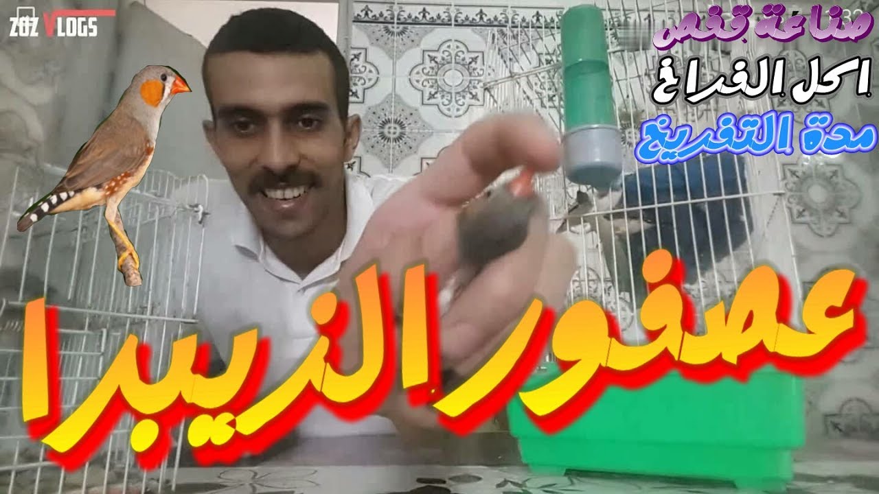 أهم المعلومات لتربية طيور الزيبرا