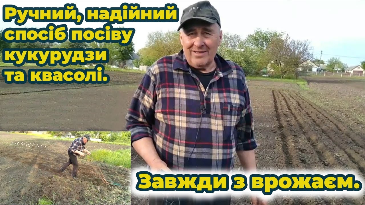 Ручний, надійний спосіб посіву кукурудзи та квасолі. Завжди з врожаєм!