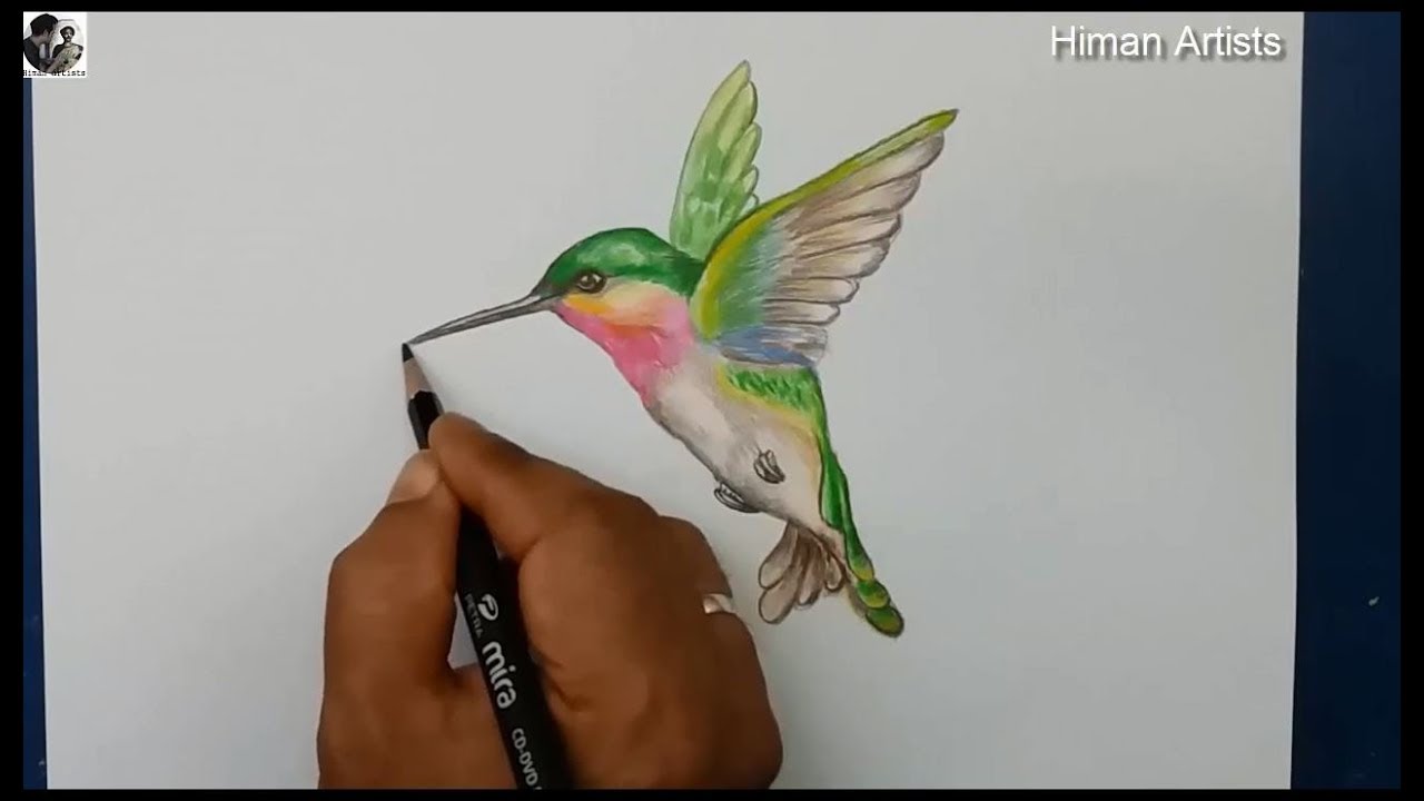 Draw and painting Hummingbird step by step || Drawing Hummingbird Bird