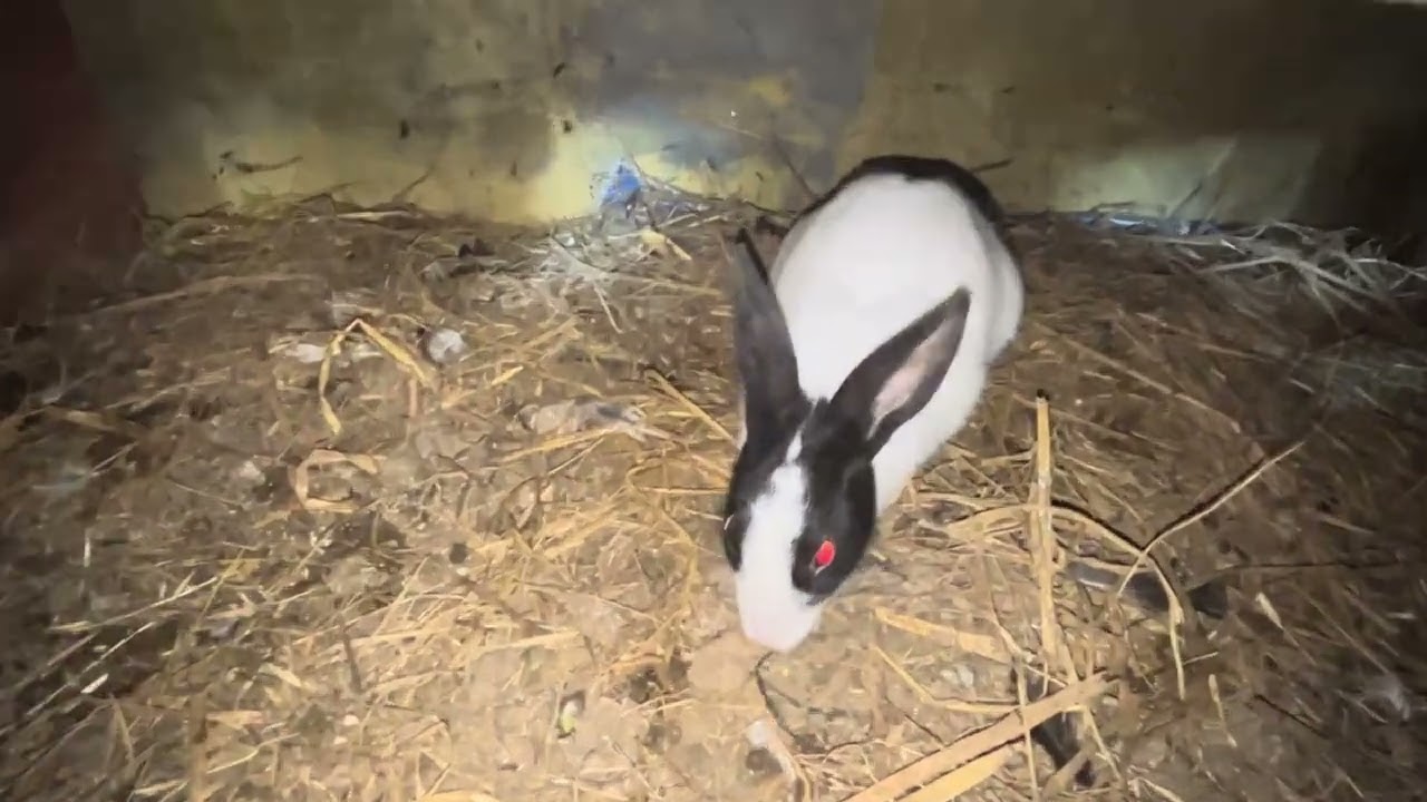 Newborn Baby Rabbits Feeding | Mother Rabbit Struggle Caught on Camera