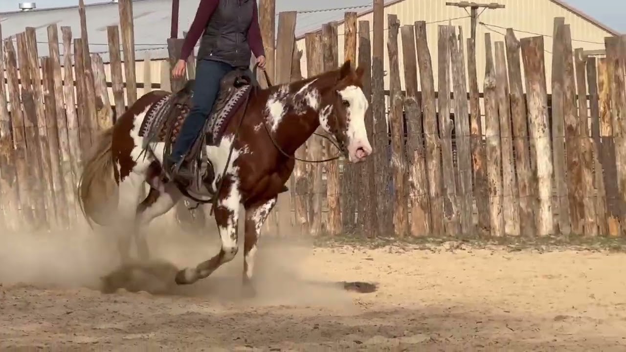 I’m Only Fancy (Jax). 6 year old APHA gelding 