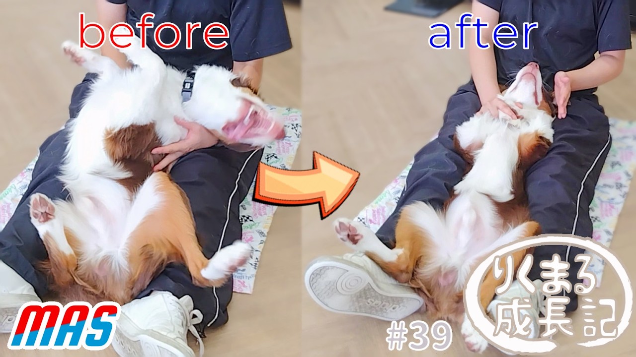 【仰向け抱っこ】 持続0秒から∞秒へ！？ りくまる成長記  #39  #ミニチュアアメリカンシェパード #MAS Miniature American Shepherd