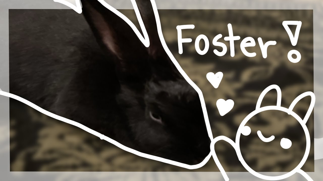 Fostering a Bunny for the First Time!