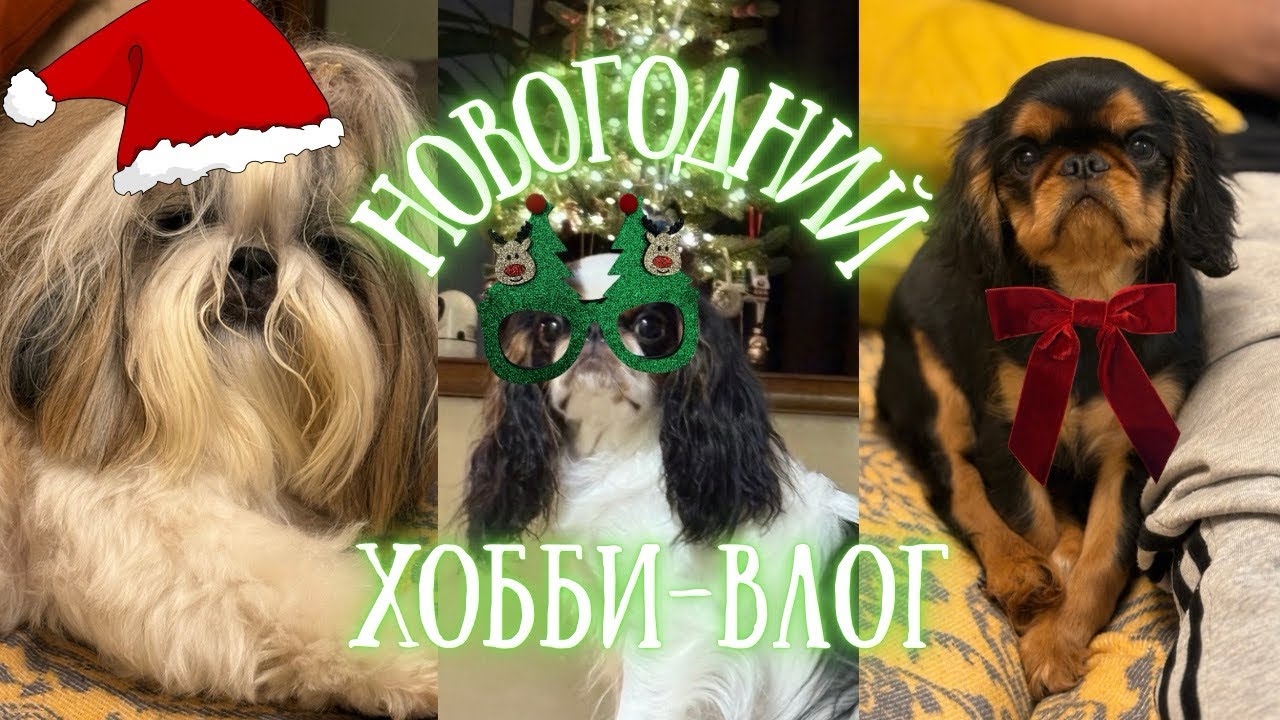 Хобби-влог [10]: подарок от Алины, покупки, завели ещё одну собаку, мои рыбки и многое другое🎄🎅🏼❄️