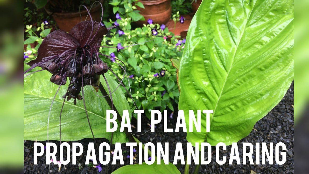 Bat plant propagation and caring