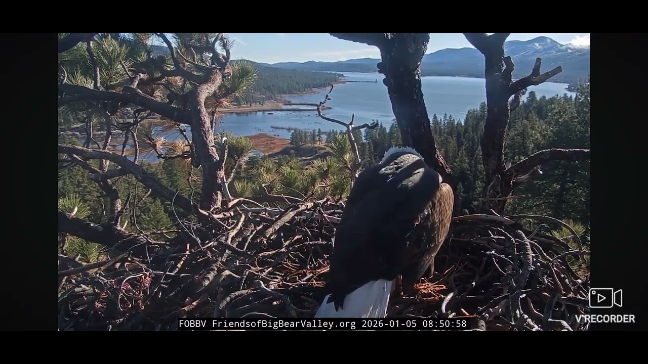 Big Bear Bald Eagles 01/05/2026 