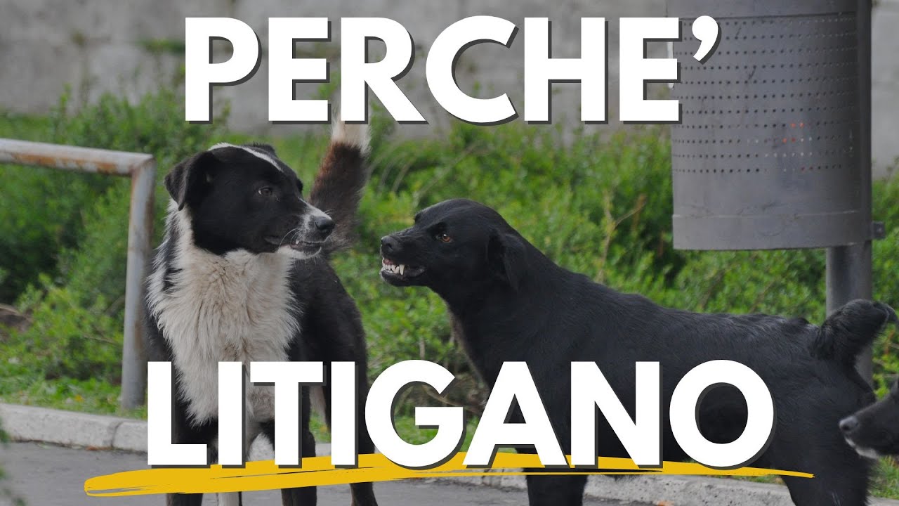 Perchè i cani litigano.