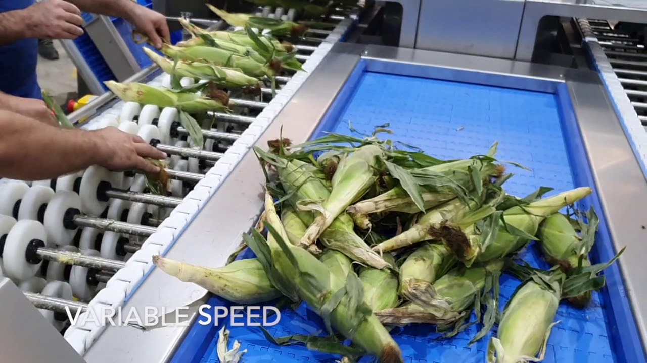 PROEX FOOD Sweet Corn Processing Line - 2021 Model Cob Saw