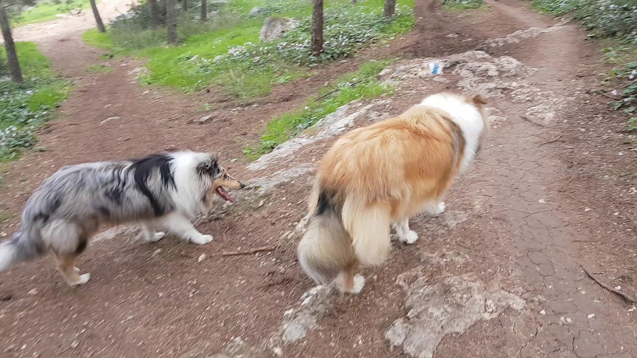 Rough collie & blue Merle collie