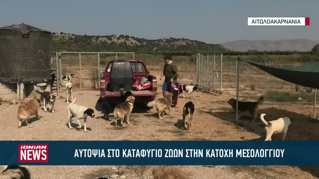 Αυτοψία στο καταφύγιο ζώων στην Κατοχή Μεσολογγίου