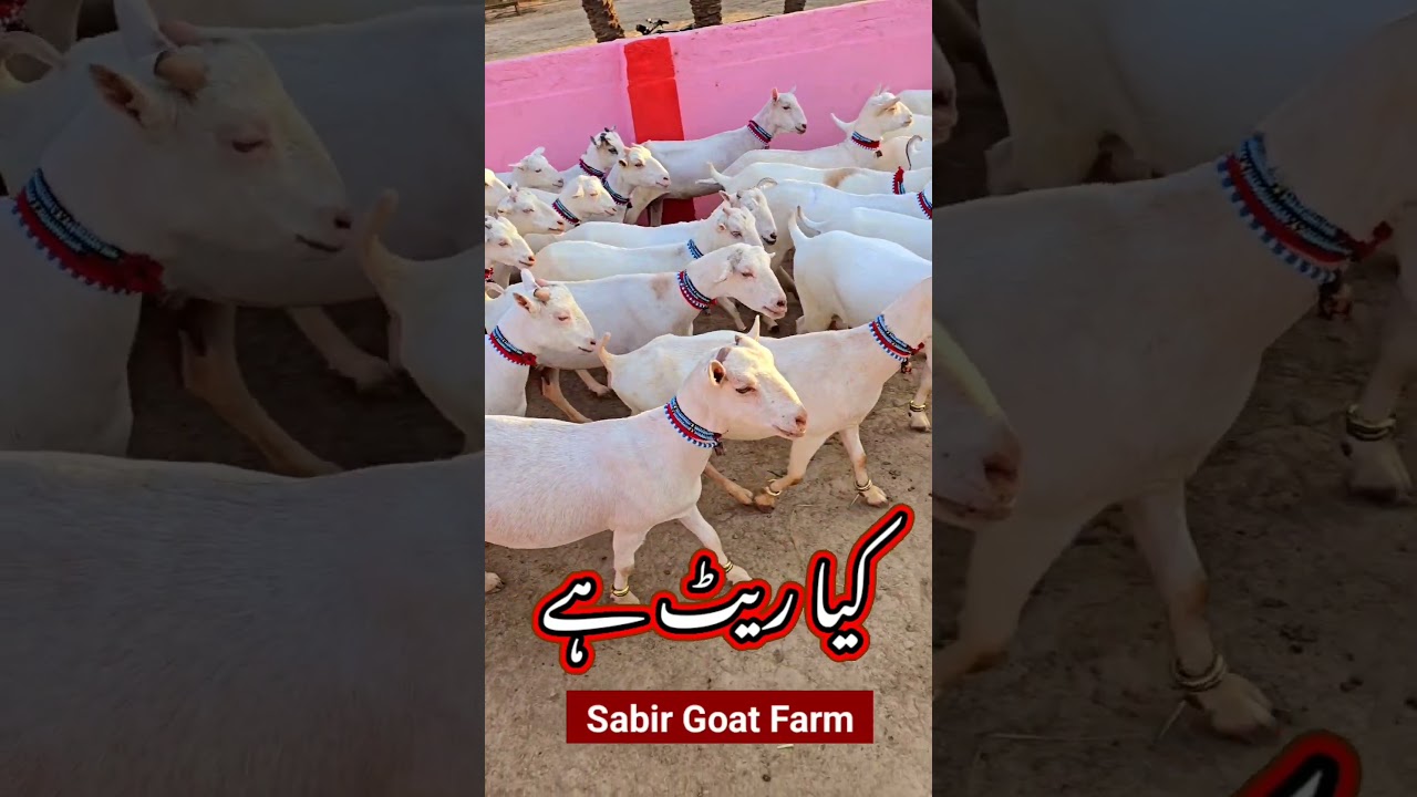 Goat Farm 2024 teddy bakriyan Teddy bakri Teddy Bakri video goat video Pakistan farm
