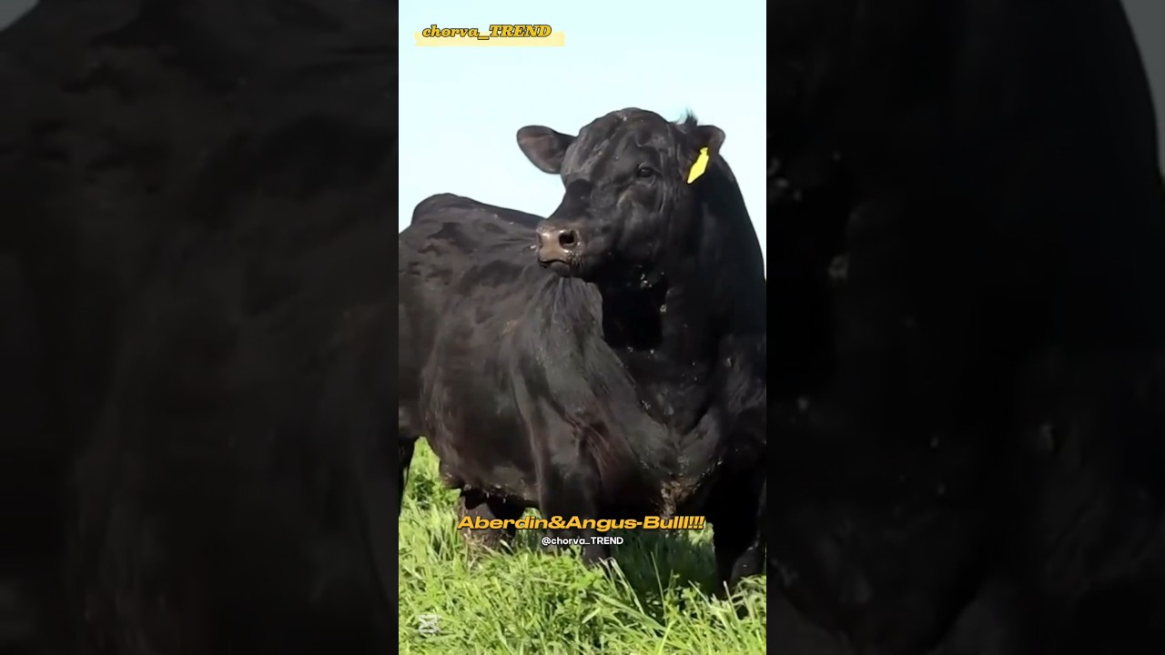 ANGUS! SIMMENTAL! LIMUZIN! Qaysi biri yoqdi??? 💗💗💗 #simmental #angus #limuzin