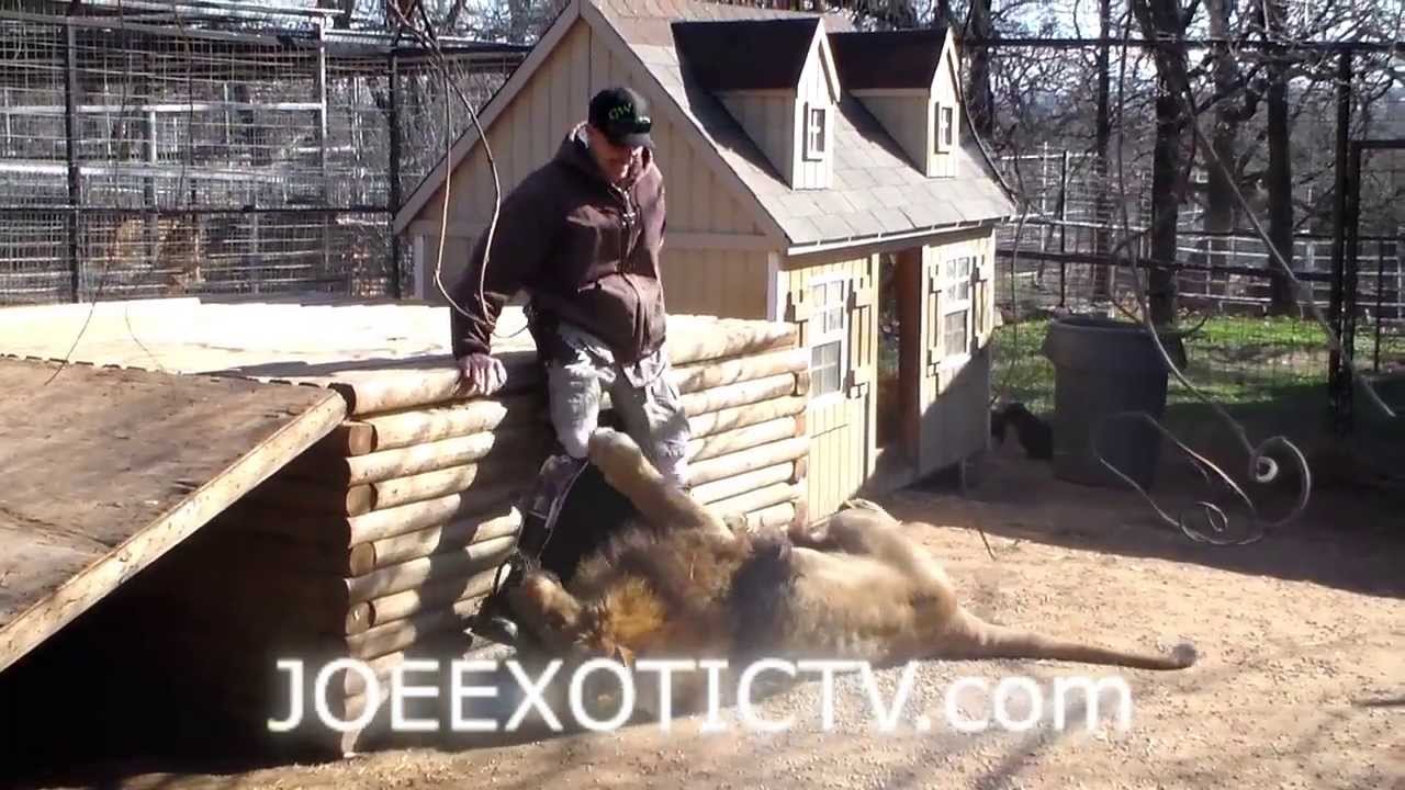 Bonedigger the Lion Punked by Weenie Dog Joe Exotic TV