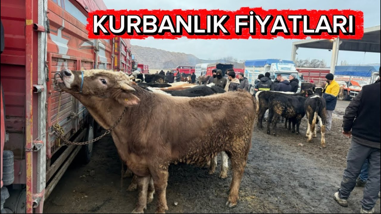 KIRIKKALE HAYVAN PAZARI 20 OCAK / KURBANLIK FİYATLARI 