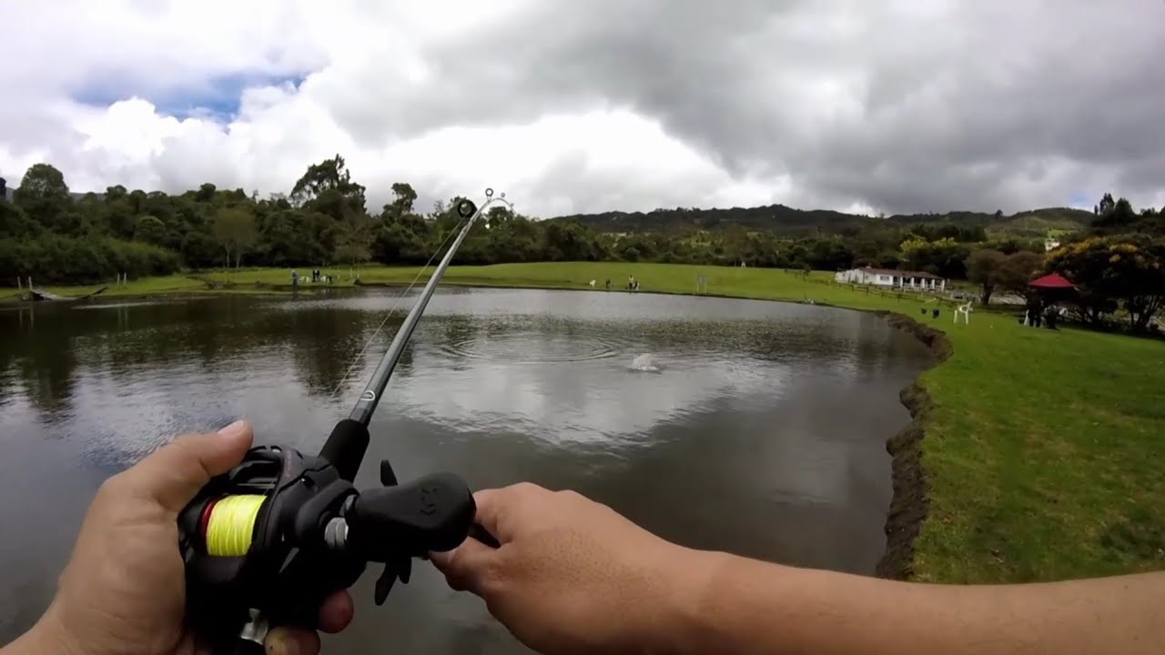 Técnica y equipos para pesca de trucha en lago de pesque y pague...