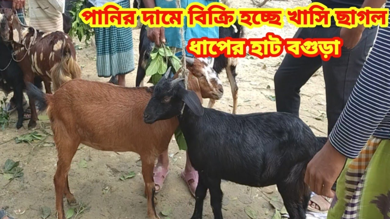 খামার উপযোগী বড় সাইজের ছাগলের দাম দর জানুন||ধাপের হাট বগুড়া||ছাগলের দাম দর-২০২৫||Goat price bd-2025|