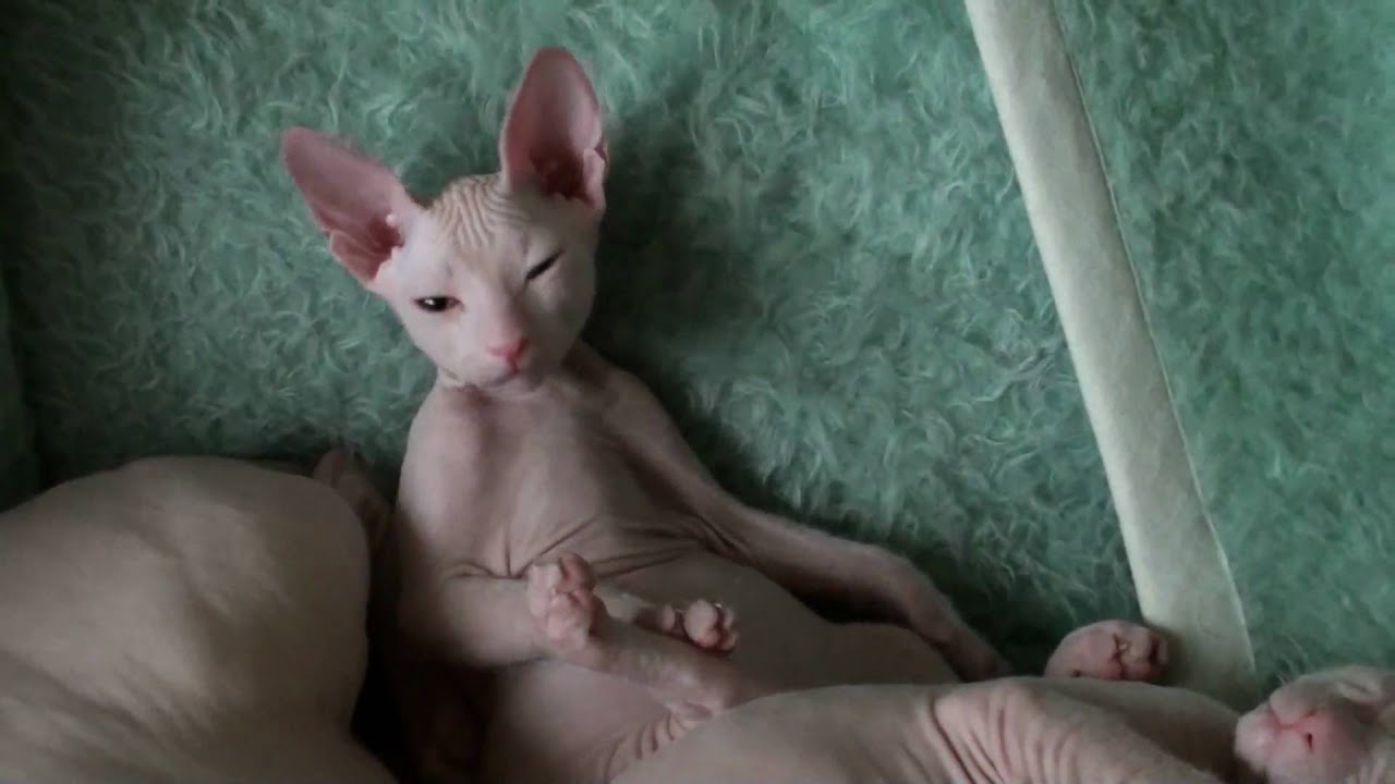 Nastasia Ma Don A Maja - Don Sphynx