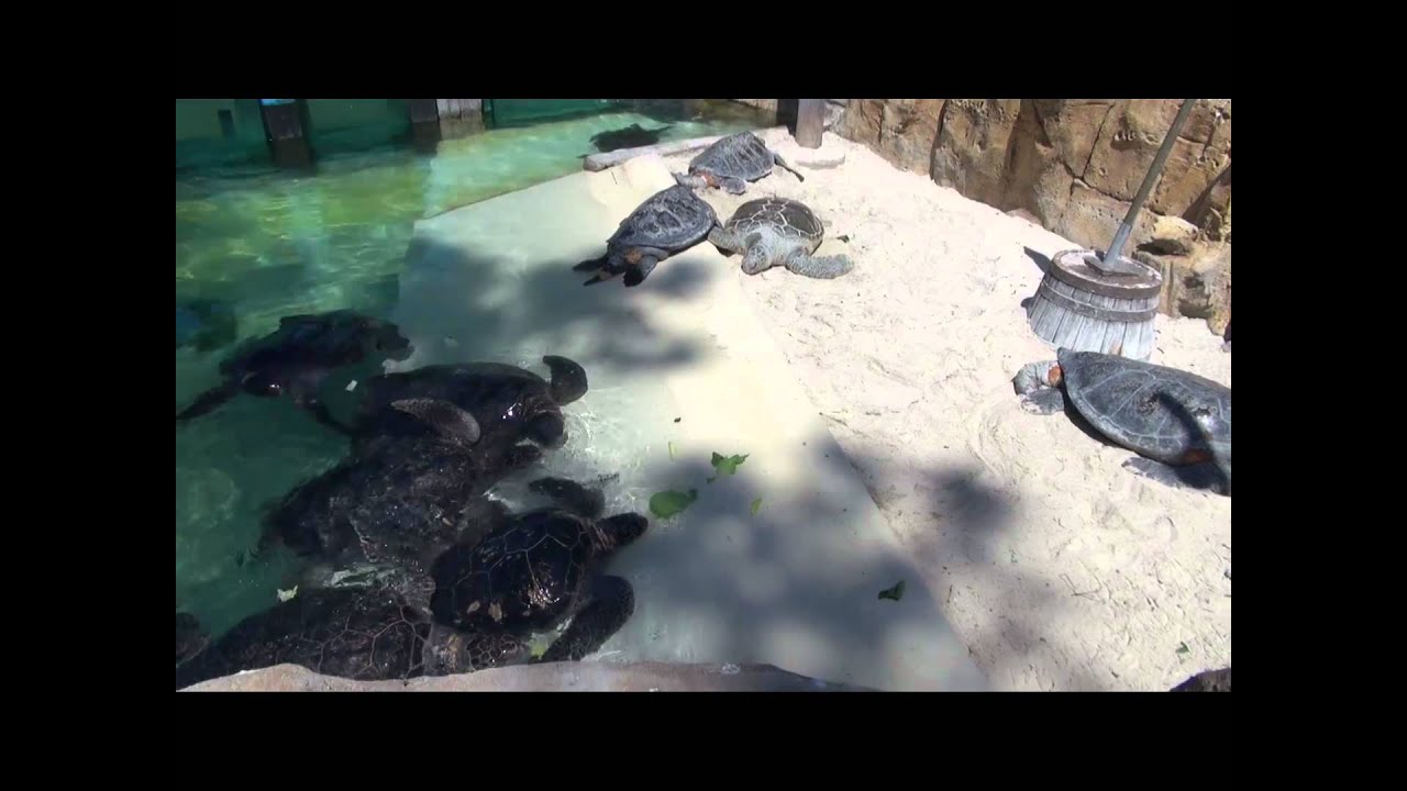 Animal Spotlight Tour at Seaworld San Diego - HDThrillSeeker