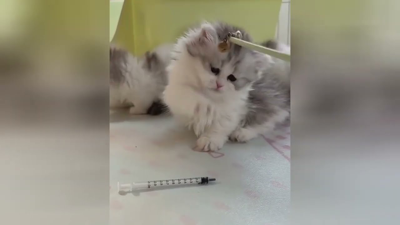 Tiny kittens bring a special kind of magic to life