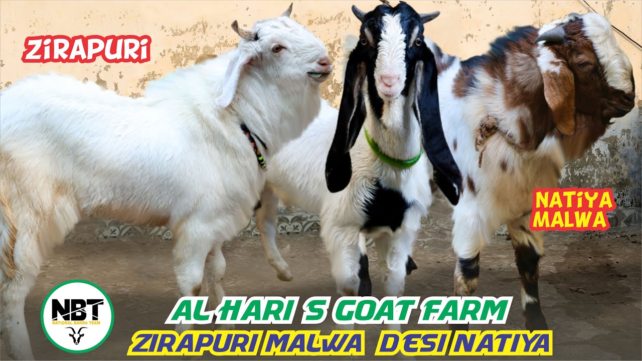 Zirapuri Malwa Desi Natiya At Al Haris Goat Farm