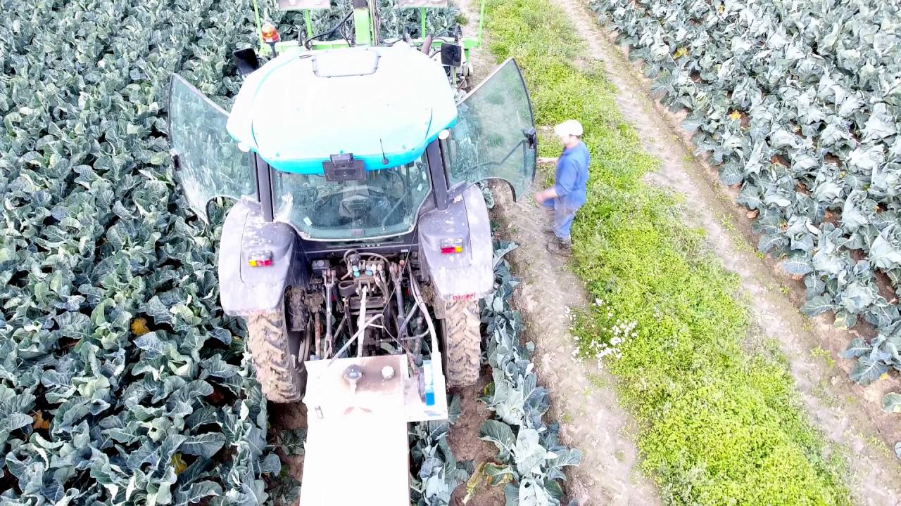 Machinaal bloemkool afdekken door bladeren bij elkaar te binden