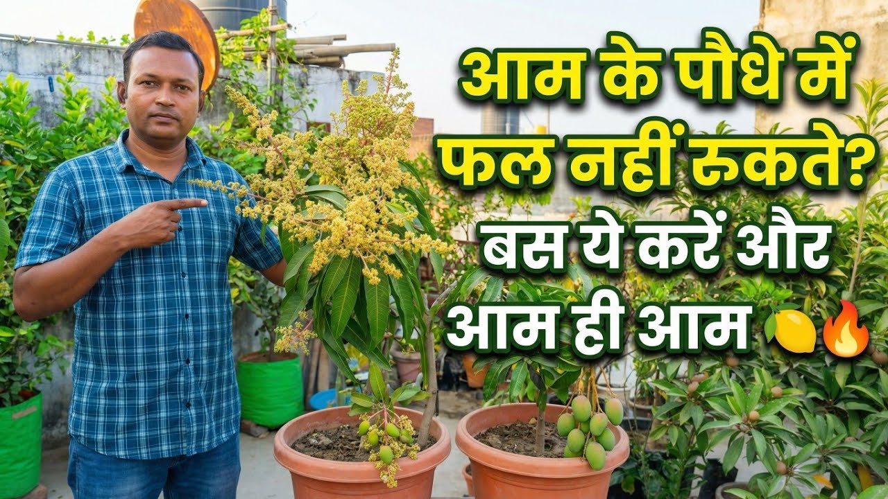 “आम के पौधे में फल नहीं रुकते? बस ये करें और आम ही आम 🍋🔥”