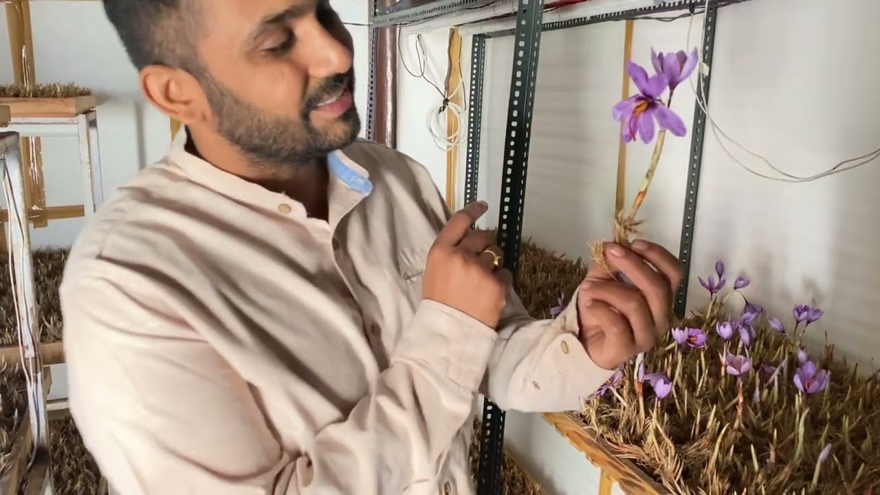 #Indoor saffron farming full infrom