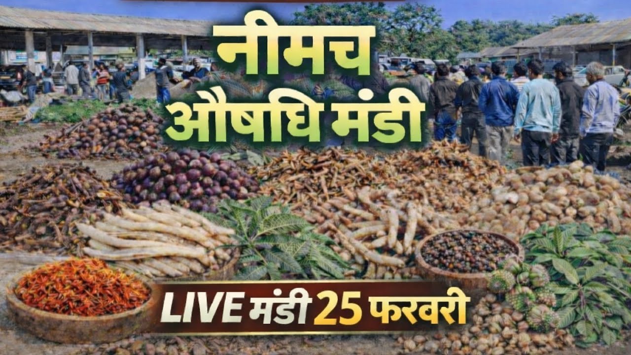 नीमच औषधि मंडी आज का ताज़ा भाव | दुर्लभ जड़ी-बूटियों की LIVE मंडी । Neemuch Mandi। Sanjay Dhakad 