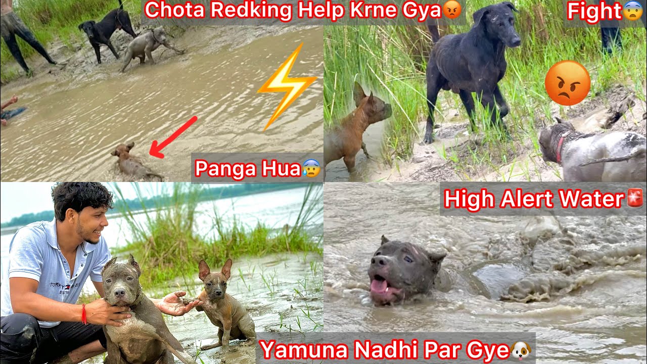 Shera Or Redking Ko Yamuna Nadhi Par Le Gye🐶High Alert Water Level🚨😨Shera Ka Panga Hua Redking Help😡
